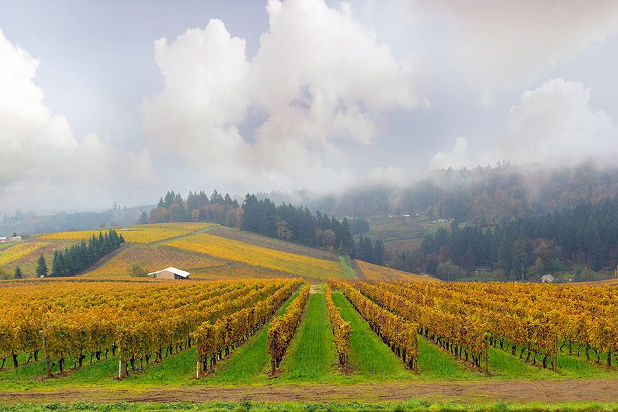 About Our Agency - View of a Vineyard in Oregon and Surrounding Farm Fields with Trees in the Distance on a Foggy Day in the Fall