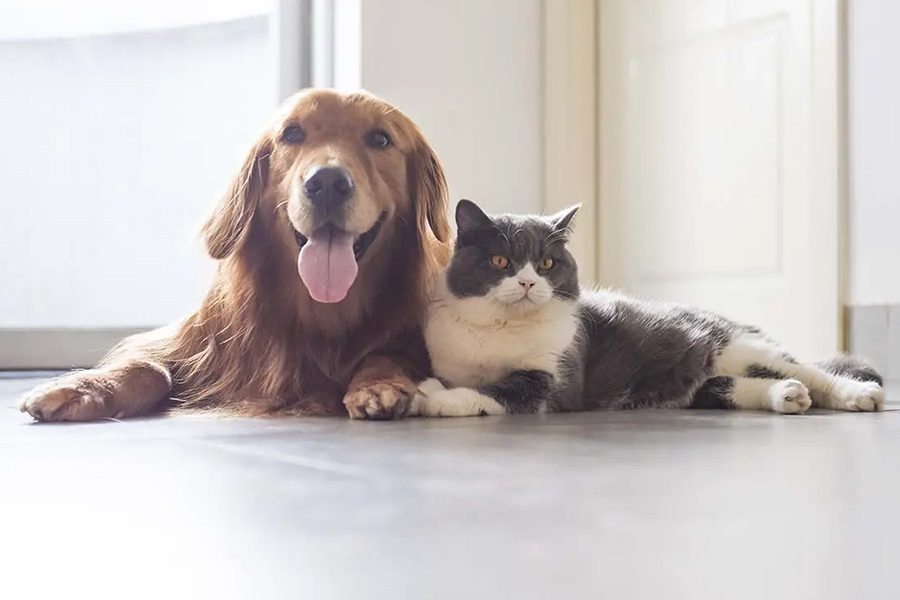 Pet Insurance - Happy Golden Retriever and Adult Cat Playing Together on the Floor in the Kitchen of Family Home While Waiting for Food